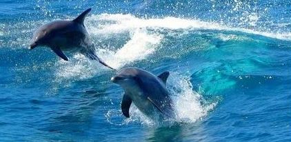 Dolphins