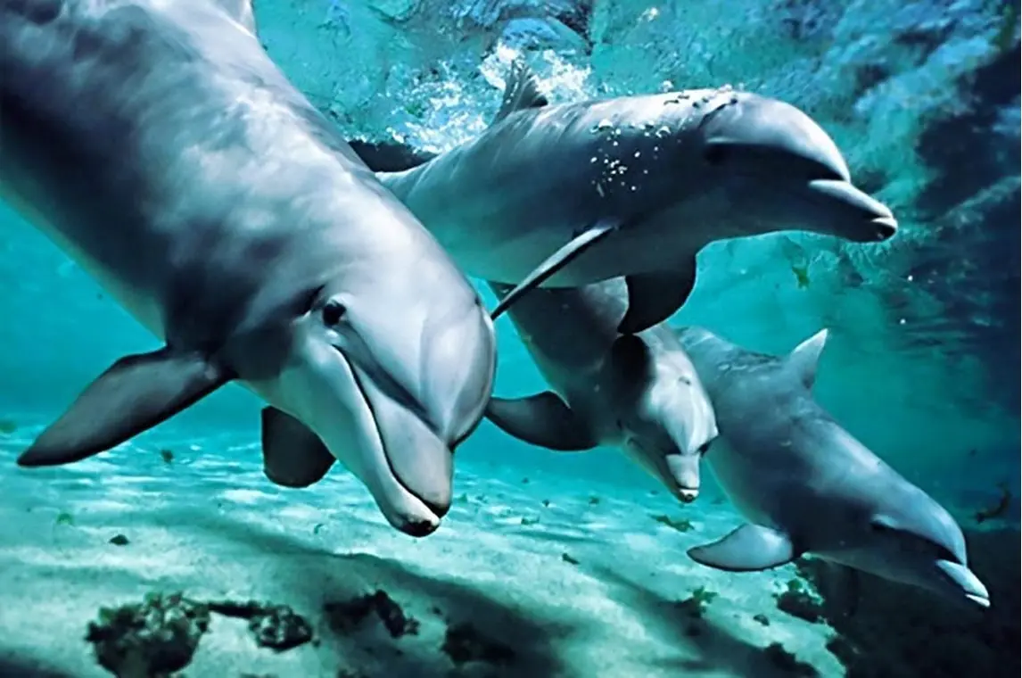 Dolphins of the Adriatic